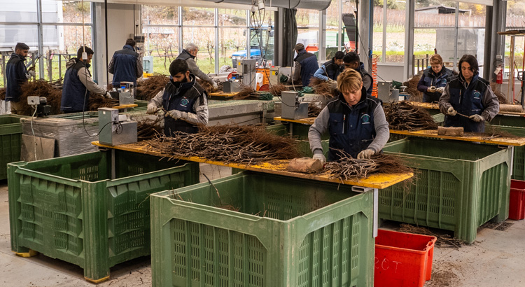 cernita lavoro soci barbatelle