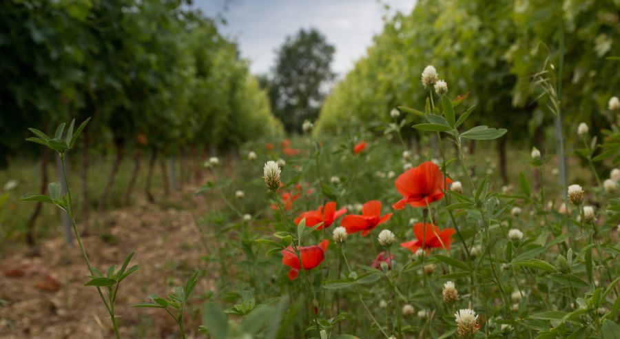 vigneto bio coltivazione agricoltura