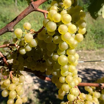 Chardonnay Ampelos VCP-7