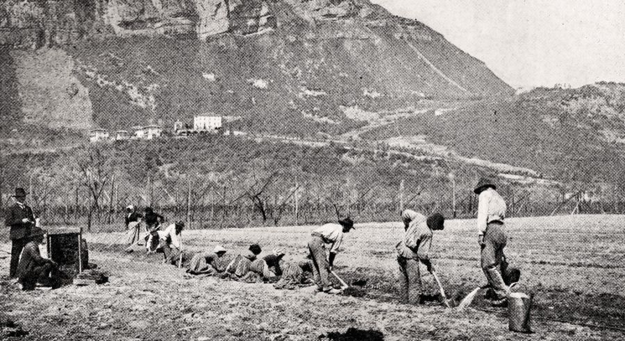 campi coltivazione barbatella